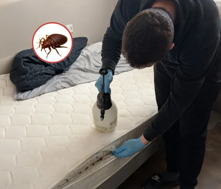 Technicien traitant un matelas contre les punaises de lit à Buc